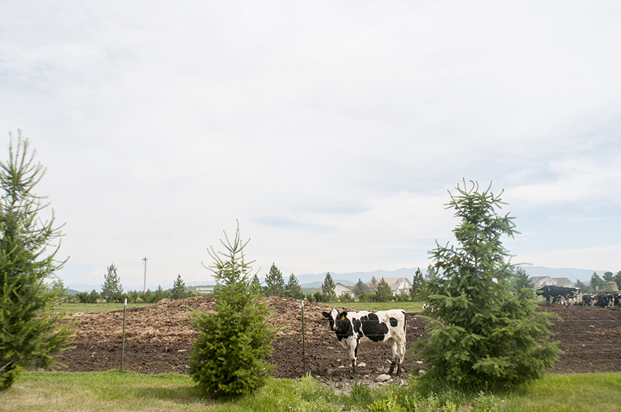 montana photographer jessica lowry kalispell kreamery