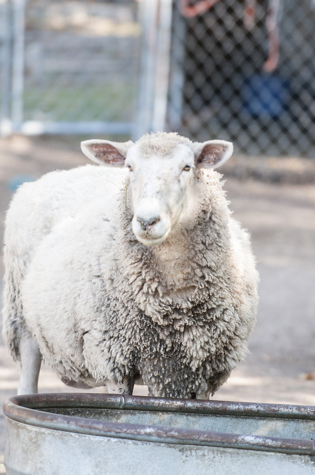montana sheep editorial photographer commercial jessica lowry